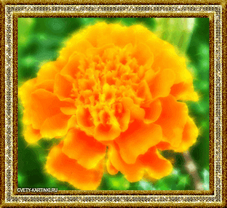 Пчела на бархатцы открытка. Открытка собрались бархатцев пледы украсив счасть...