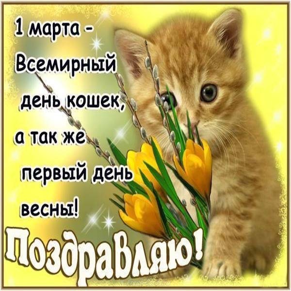 Прикольные открытки с Днем кошек. День кошек в России открытки.