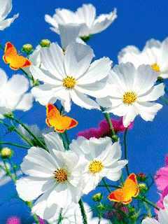 Открытка бабочка порхает над космеи. Открытка с букетом цветов разных и космеи.