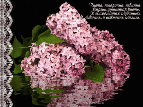 Открытки Открытка сирень своими руками. Фото сирени. Открытки С днём рождения с сиренью. Открытка веточка сирени для тебя. Открытка Приятного вечера с букетом сирени. Фото сирень в цвету. Красивый букет сирени. Открытки с изображением сирени. Скачать бесплатно сирень.