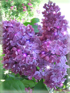 Открытка с корзиной фиолетовая сирени. Открытка Здравствуй, месяц май, я с бу...