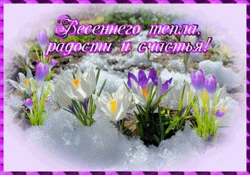 Крокусы в снегу фото. Красивые картинки крокусы. Открытка крокусы в снегу к 8...