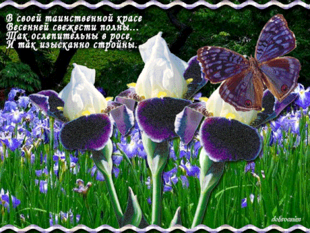 Красивые фото ирисов. Ирисы фото на рабочий стол. Картинки цветов ириса.