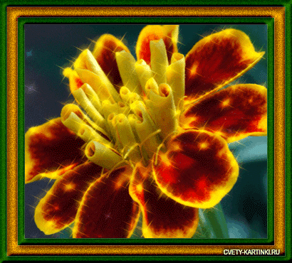 Пчела на бархатцы открытка. Открытка собрались бархатцев пледы украсив счасть...