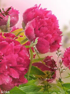 Открытки С днем рождения с пионами женщине. Открытка с днем рождения с пионам...