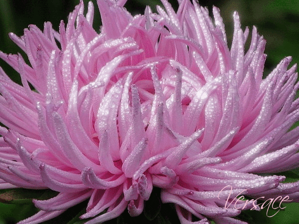 Открытка гиф блестящая с букетом белых и фиолетовых Astra и яблоками.