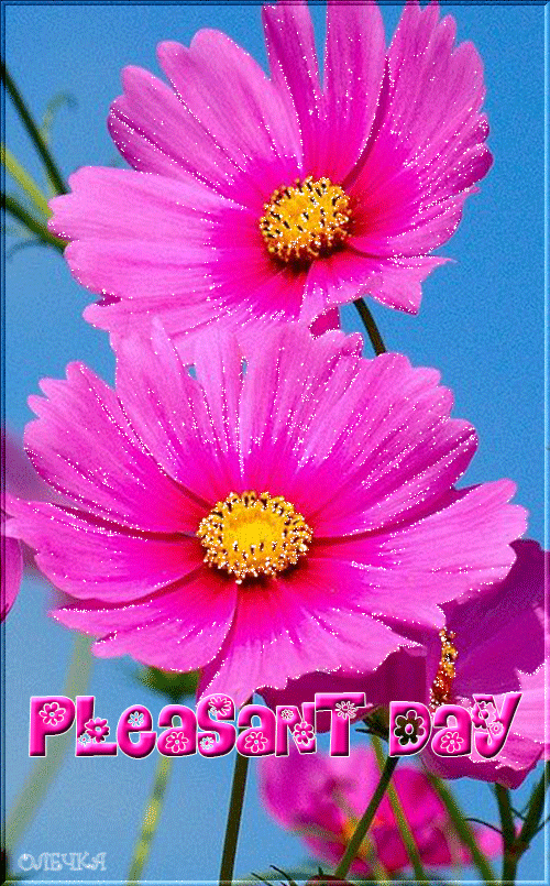 Картинка космеи. Открытка букет с космеями и другими цветами с бабочками стои...