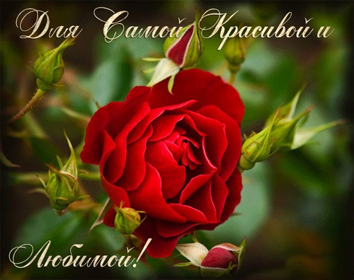 Картинки для любимой женщины. Открытки с добрым утром любимая моя.