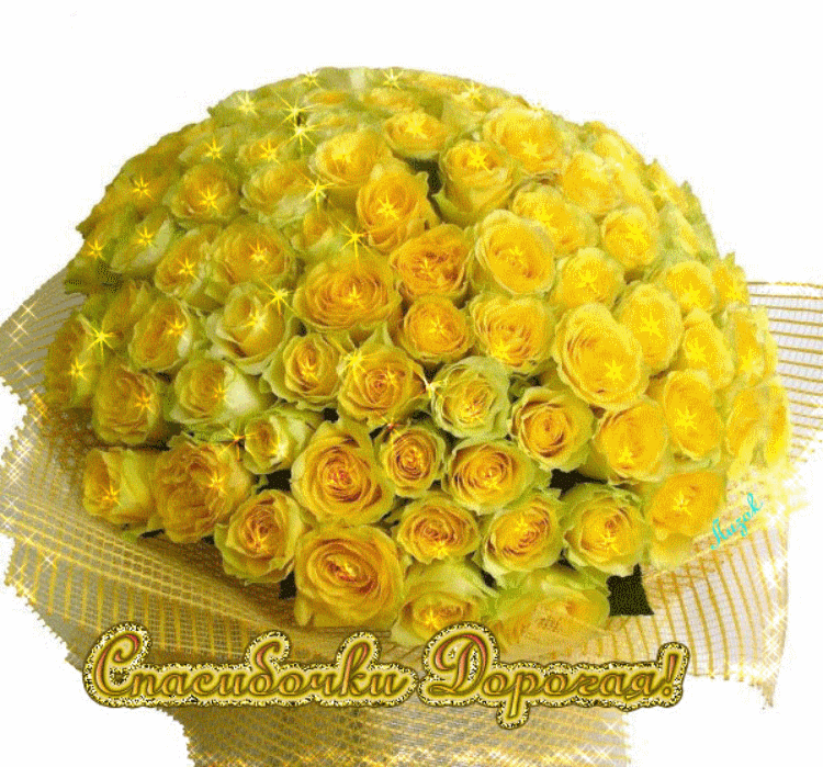 Скачать красивые розы желтые. Желтые розы сорта фото. Желтые розы фото в хоро...