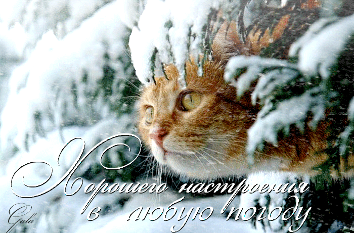 Открытка классного настроения в любую погоду. Открытка хорошей погоды в доме.