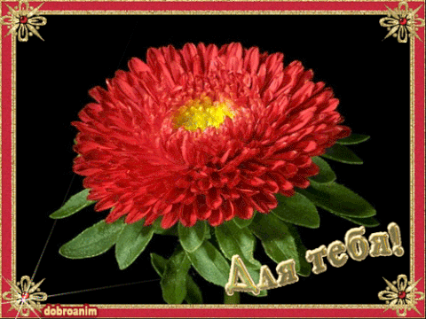 Открытка с астрами. Картинки доброе утро с астрами, картинки с астрами, краси...