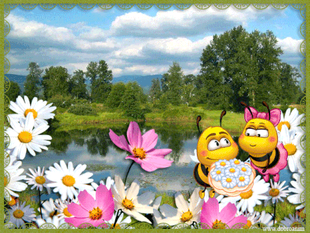 Открытка розовые цветы космеи. Открытка Космея и ромашка.   