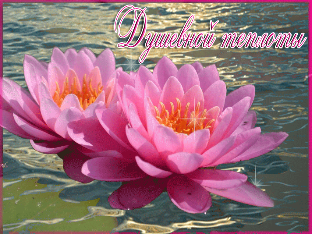 Открытка лотосы на воде. Открытка с днем Нептуна, с цветком лотоса.