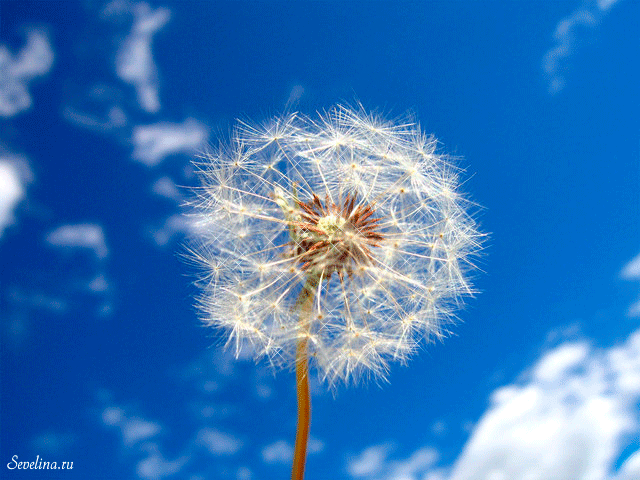 Картинка с одуванчиками. Картинки девушка с одуванчиками.   