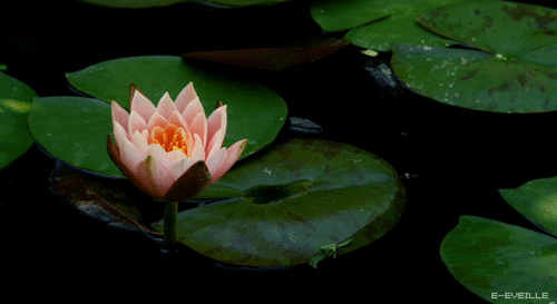 Самые красивые лотосы фото GIF картинка Лотос. Живая картинка лотоса.