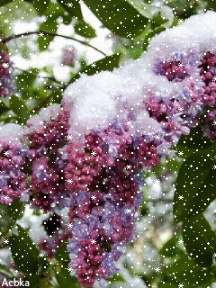 Открытка с корзиной фиолетовая сирени. Открытка Здравствуй, месяц май, я с бу...