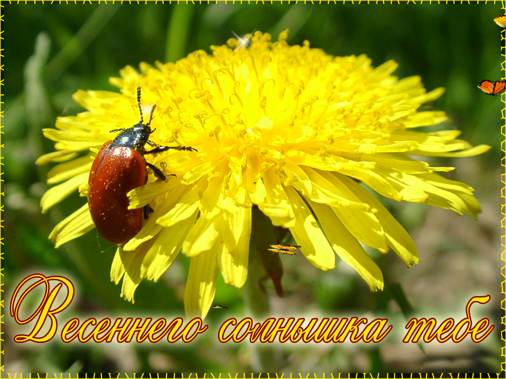 Одуванчик картинка для детей. Фото одуванчика Одуванчики фотообои.