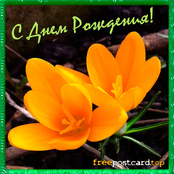 Открытка мерцающая с фиолетовыми крокусами и бабочкой к 8 марта.