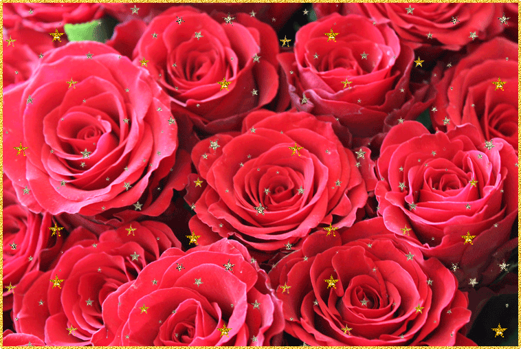 Красивые розы фото. Картинки розы красные. Розы фото скачать.