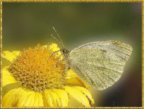 Открытка мерцающий цветок Космея. Открытка Доброе утро разными цветами мерцаю...