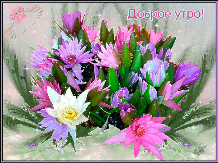 Открытка розовые цветы космеи. Открытка Космея и ромашка.   