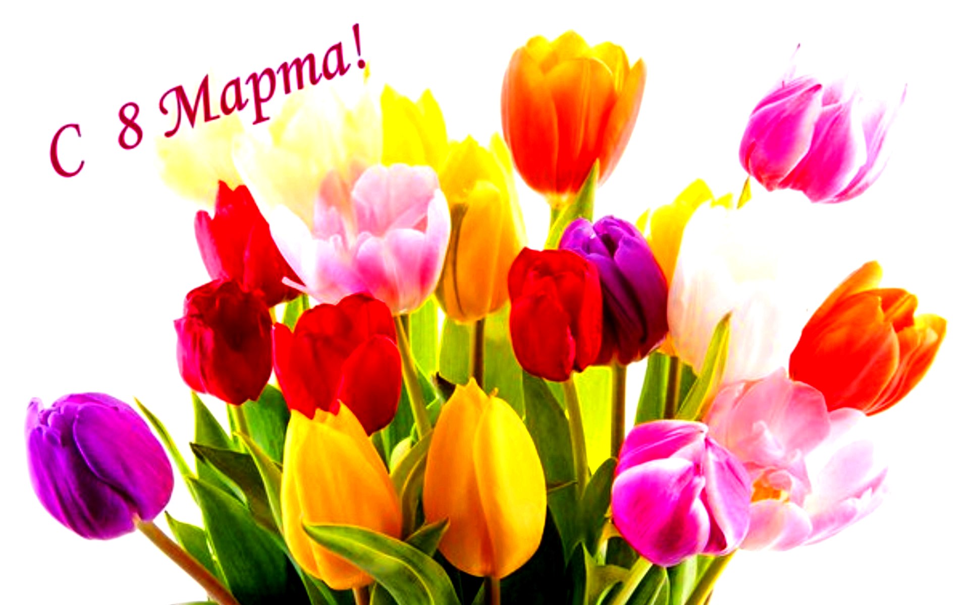 Открытки с 8 марта. Открытки с тюльпанами . открытки с котятами.