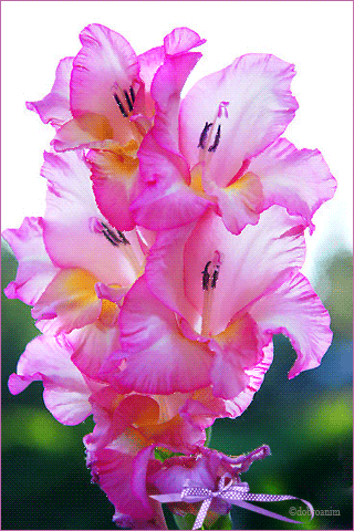 Открытки с гладиолусами. Картинка с гладиолусами. С днём рождения картинка гл...