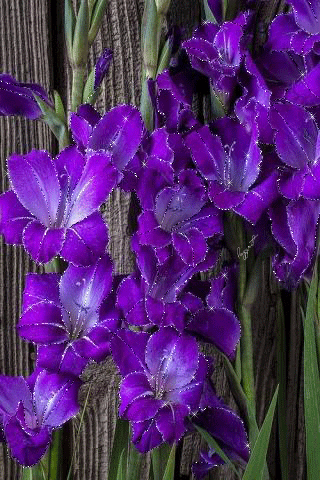 Ретро открытка С Днём рождения С гладиолусами. Гиф открытка переливающаяся с ...