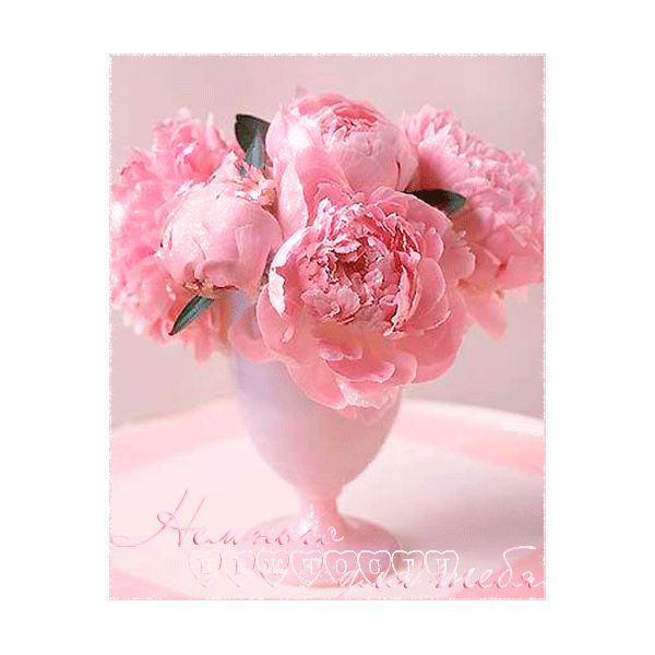 Картинки букетов с пионами. Картинки с пионами. Картинки девушка с пионами. 