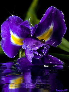 Открытка мерцающая GIF голубой Ирис. Ретро открытка на день рождения с нарисо...