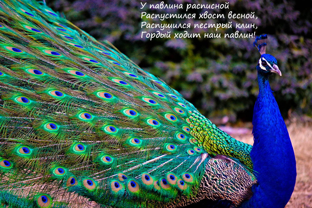 Павлин открытки рисунки. Открытка павлин с распущенным хвостом.