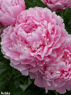 Открытка распускается он будто Радугу извергая бутон пиона, я открытка с разн...