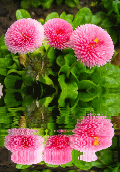 Открытка Астры для тебя. Ретро открытка С Днём рождения С астрами.