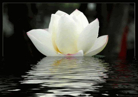 Красивые картинки с лотосом. Картинки с цветком лотоса. Картинки с изображени...