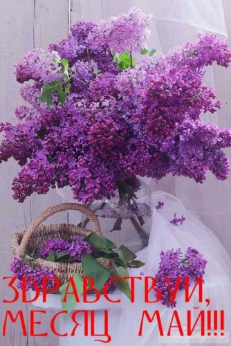 Картинки доброе утро с сиренью. Картинки С днём рождения с сиренью.