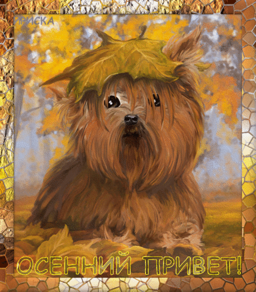 Открыткам пусть каждый день осени наполняется удачи. Открытка с котёнка в осе...