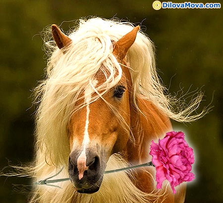 Красивая открытка с лошадью. Открытка с днём рождения с лошадьми.