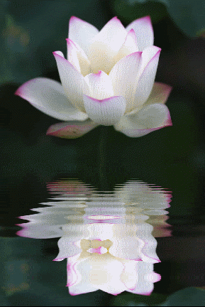 Красивые картинки с лотосом. Картинки с цветком лотоса. Картинки с изображени...