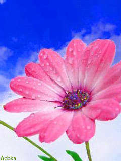 На цветке Сиреневой космеи. Открытка мерцающая цветки космеи.