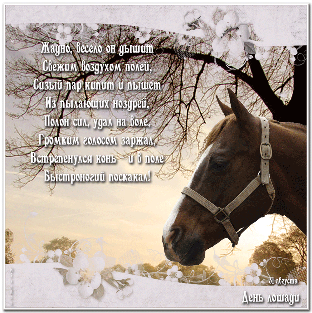 Хорошее настроение к лошадям стихотворение. День лошади поздравления. Поздравления с днём рождения с лошадьми. Поздравления с днём рождения мужчине с лошадьми. Поздравления с днём рождения открытки с лошадьми.