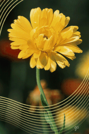 Открытка бабочка сидит на букете малиновых астр. Открытка А это тебе Береги с...