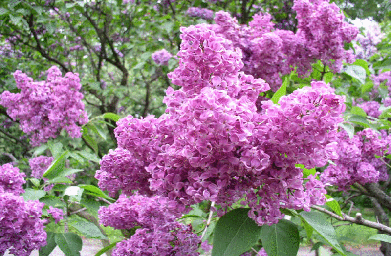 Фото сирень в цвету. Красивый букет сирени. Открытки С днём сирени.