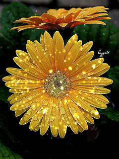 Открытки С днём рождения с герберами. Открытки с герберами. 