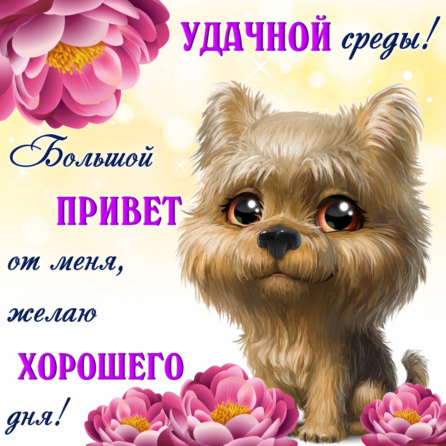 Доброе утро среда прикольные картинки. Удачной среды картинки.