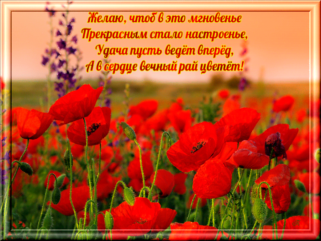 Открытка Поздравляю с нарисованными красными маками.  Векторная картинка крас...