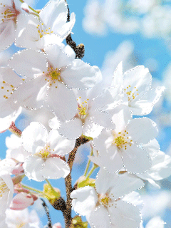  Скачать букет фрезий фото. Фрезия фото GIF. Фрезия на клумбе открытка.