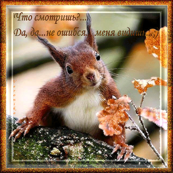 Картинка белочка с орешком. Картинка белочка с грибами. Белочка с корзиной ка...