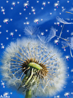  Картинки с одуванчиками скачать бесплатно. Красивые картинки с одуванчиками.