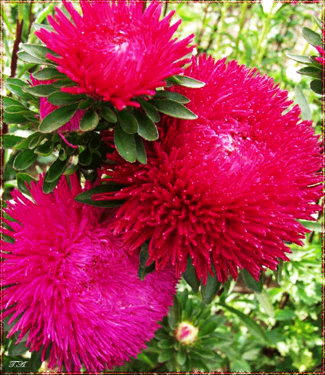 Открытки мерцающие бабочка с астрой. Открытки с букетом остров ко дню рождения.