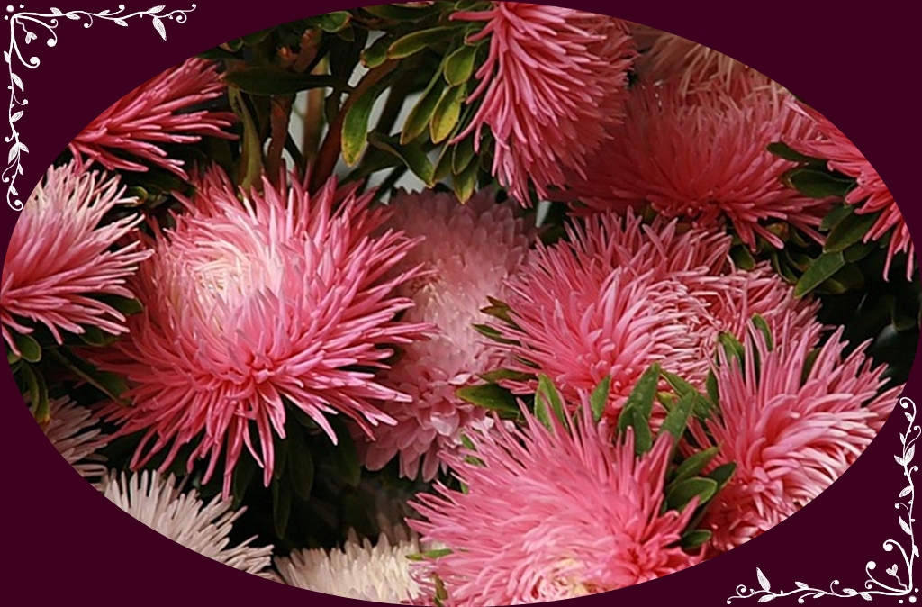 Фото Астры и хризантемы. Астры букет фото. Красивые Астры фото.